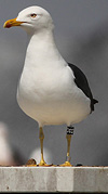juvenile LBBG in October, ringed in Norway. (131273 bytes)